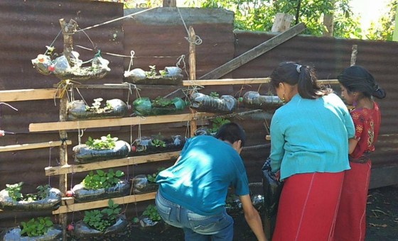 17431682_10155975038749129_1571682692_o bottle garden